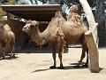 Zoo P1010955